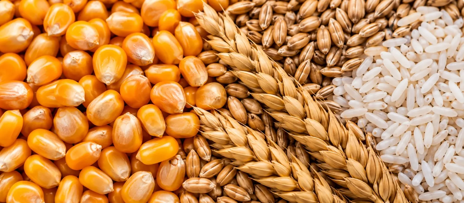 Cereali e granaglie per il commercio internazionale